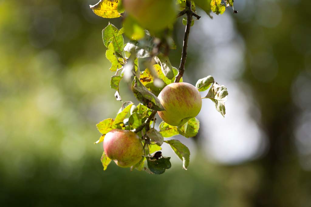 Fig apple chutney recipe